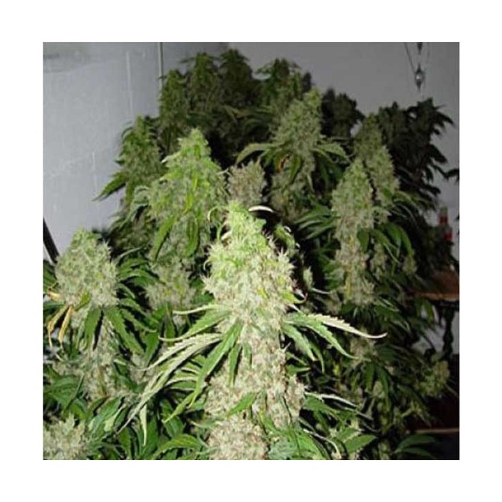 Bubble Gum Feminizada OS (a granel) - OS de Genericos MP