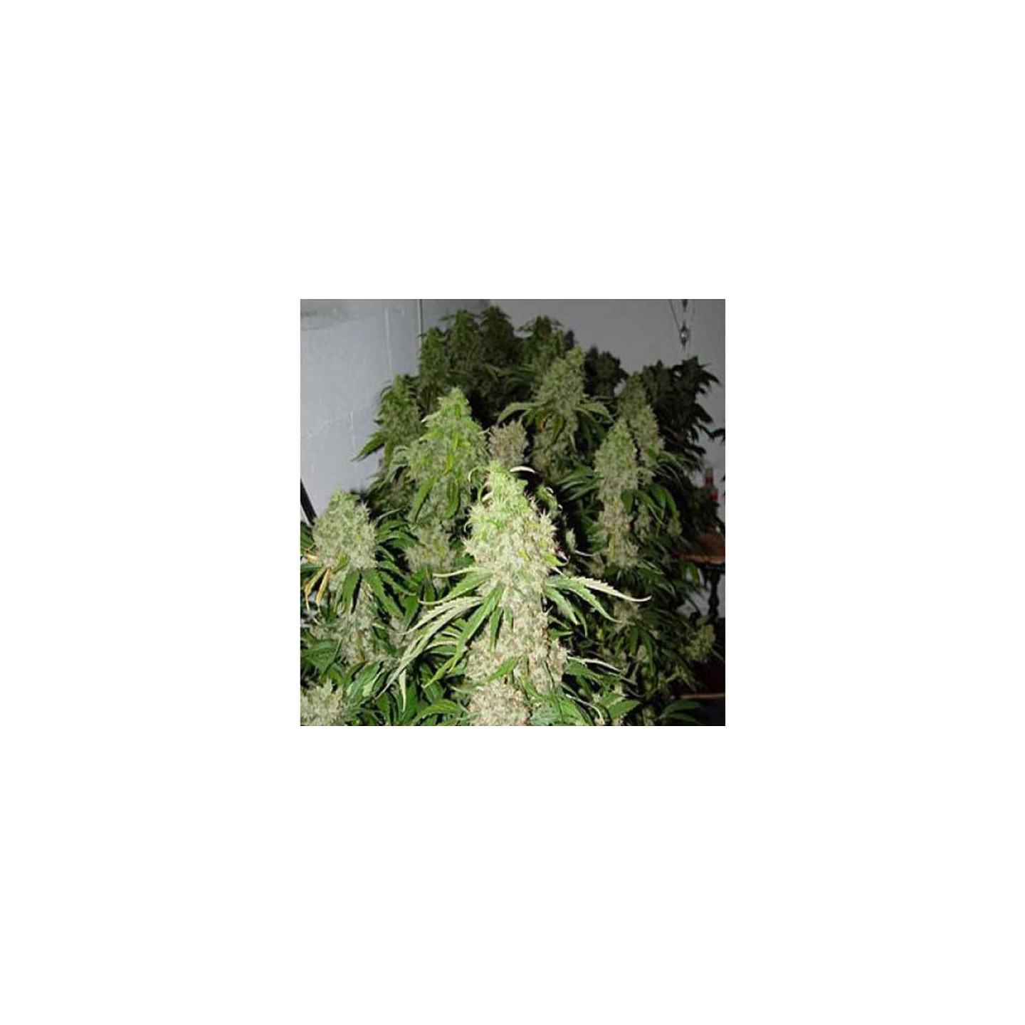 Bubble Gum Feminizada OS (a granel) - OS de Genericos MP