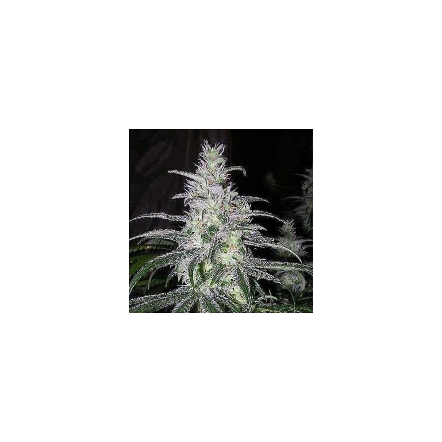 Black Domina Feminizada - OS ( granel) de Genericos MP