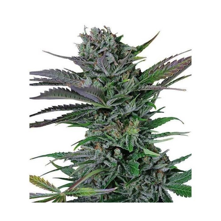 Somango Feminizada (a granel) - OS de Genericos MP
