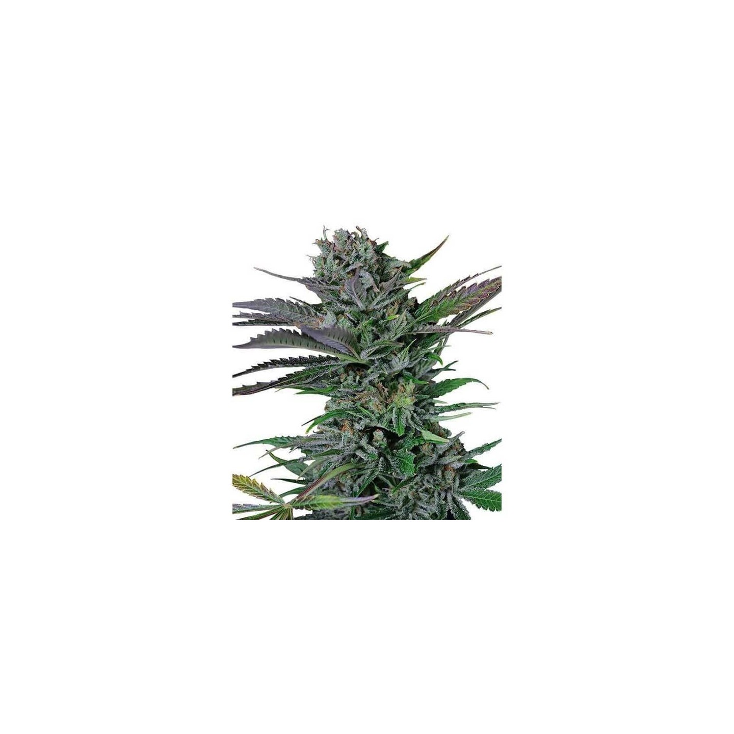 Somango Feminizada (a granel) - OS de Genericos MP