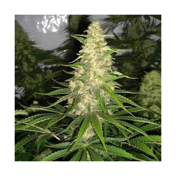 Jack Herer x White Widow Feminizada (a granel) - OS de