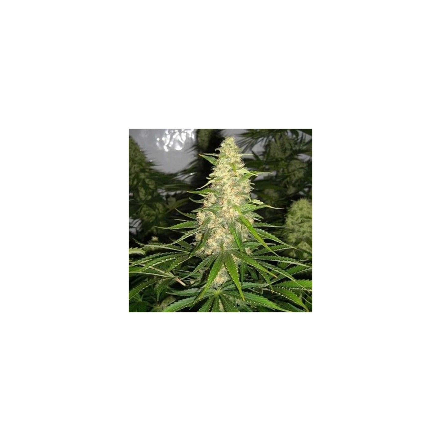 Jack Herer x White Widow Feminizada (a granel) - OS de