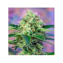Crystal Candy Autofloreciente Feminizada de Sweet Seeds
