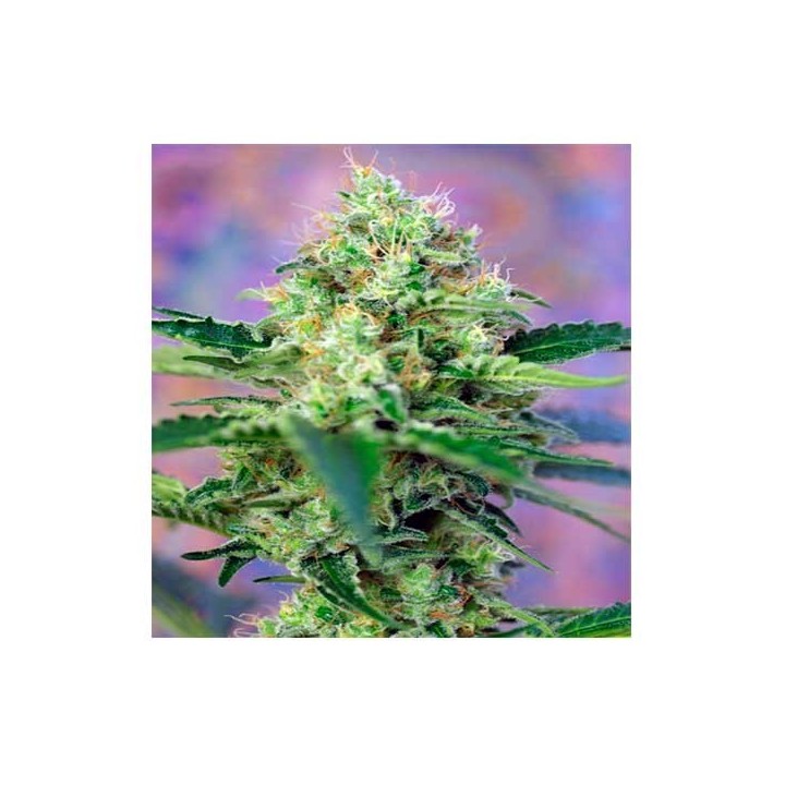 Crystal Candy Autofloreciente Feminizada de Sweet Seeds