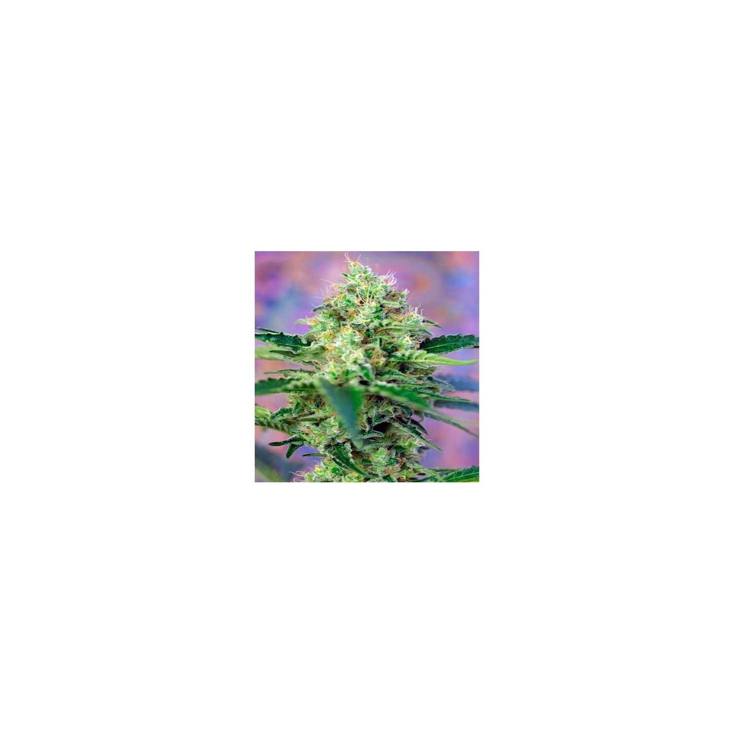 Crystal Candy Autofloreciente Feminizada de Sweet Seeds