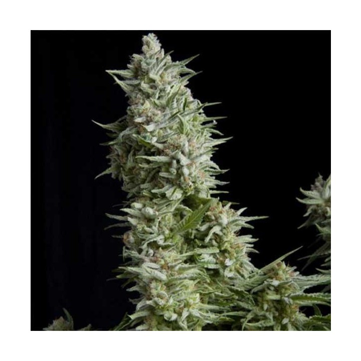 Alpujarreña Autofloreciente Feminizada de Pyramid Seeds