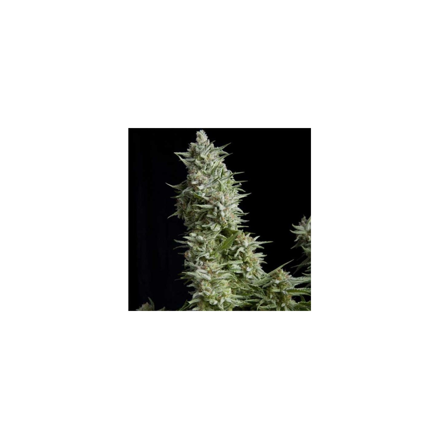 Alpujarreña Autofloreciente Feminizada de Pyramid Seeds