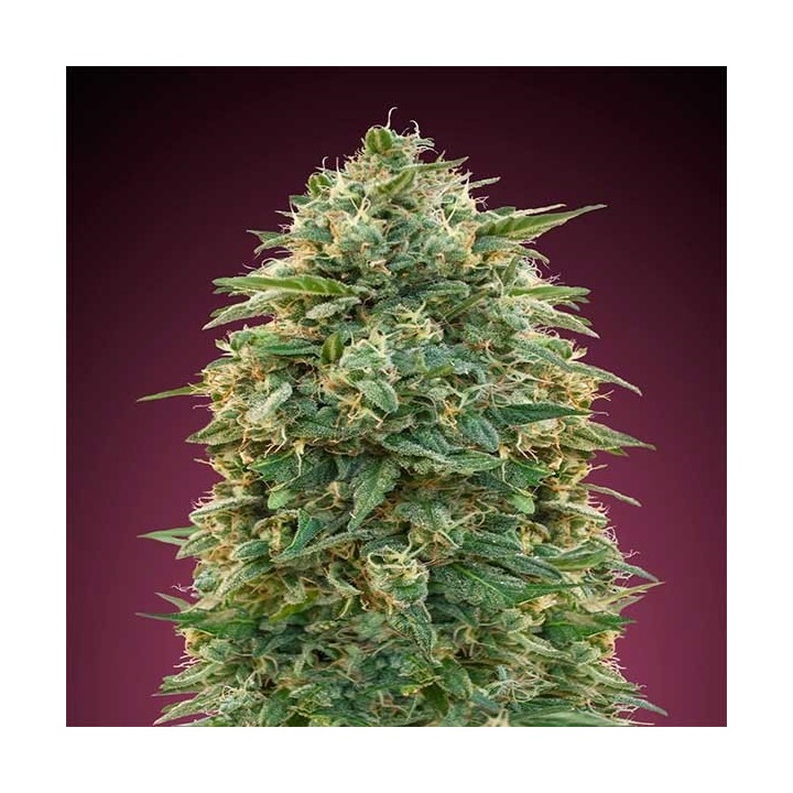 Amnesia Feminizada de Advanced Seeds