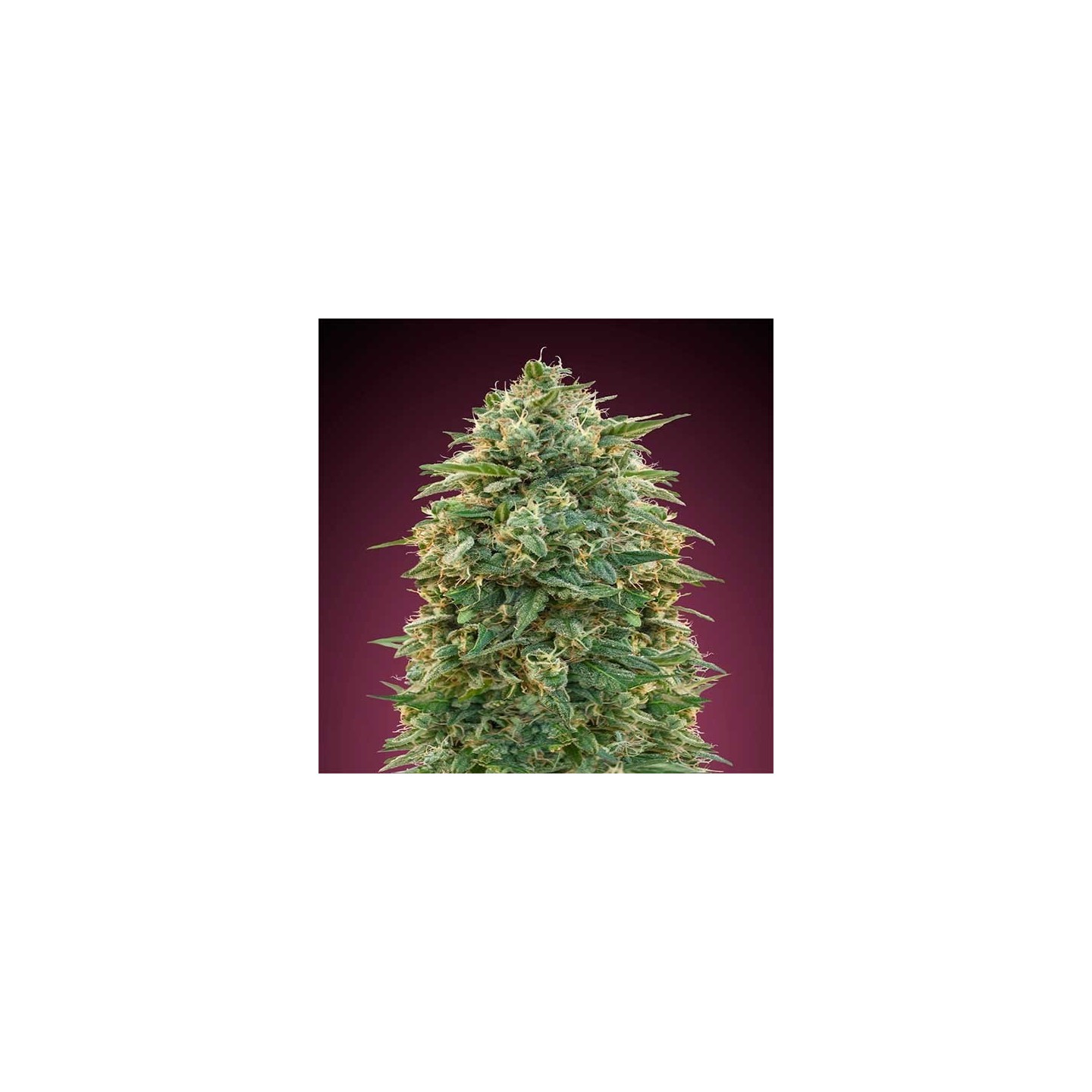 Amnesia Feminizada de Advanced Seeds
