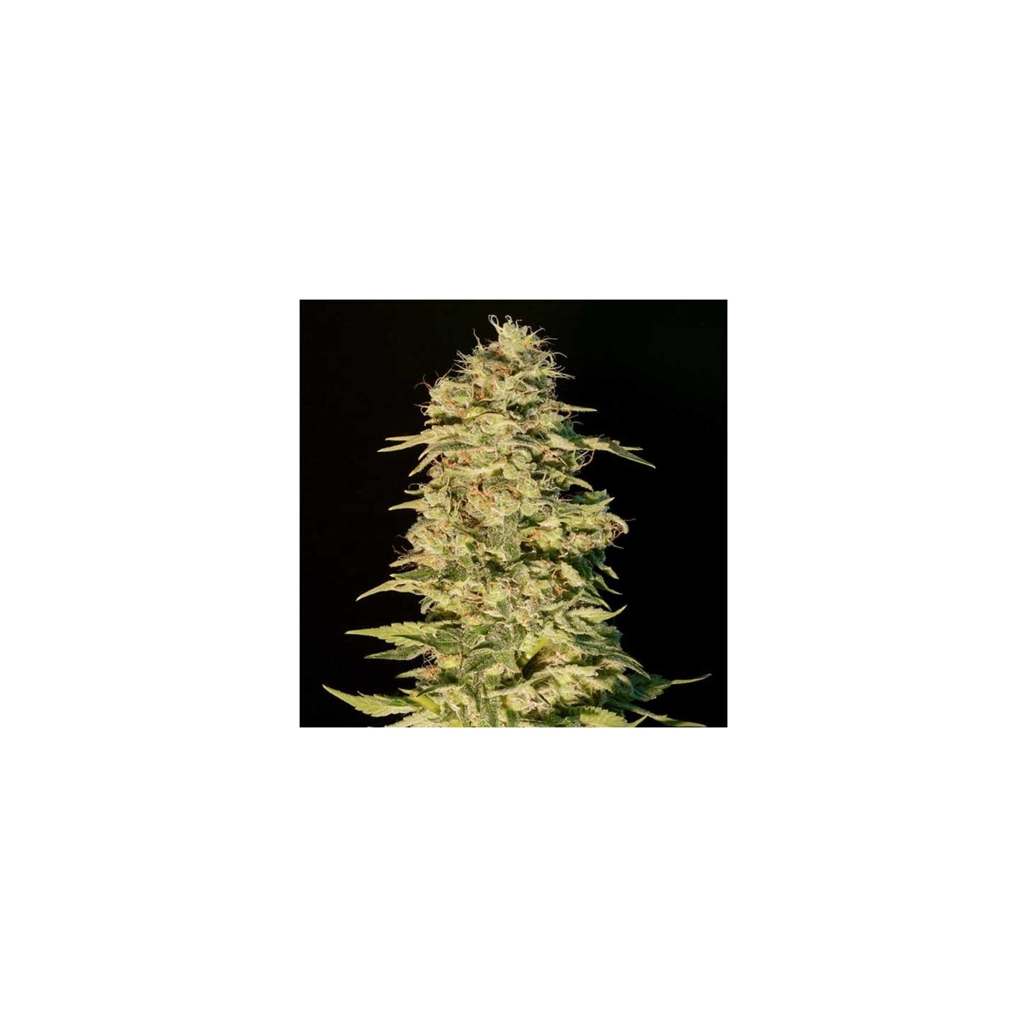 OG Lemon Bilbo Feminizada de Genehtik Seeds