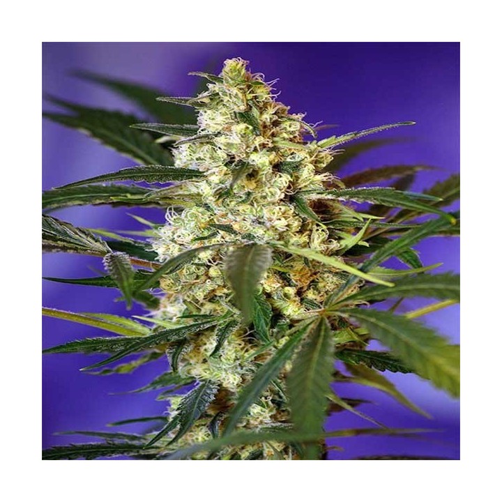 Fast Bud 2 Autofloreciente Feminizada de Sweet Seeds