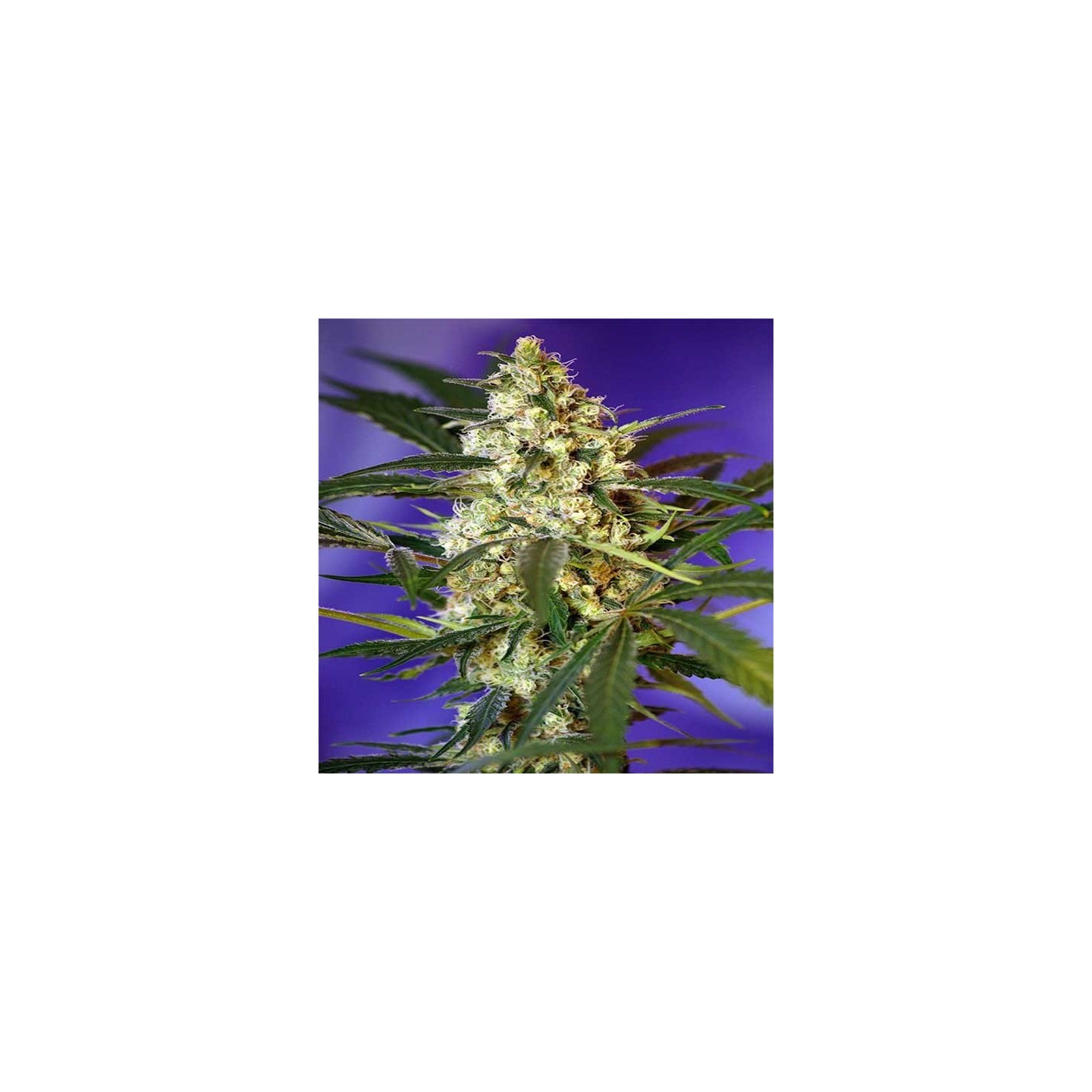 Fast Bud 2 Autofloreciente Feminizada de Sweet Seeds