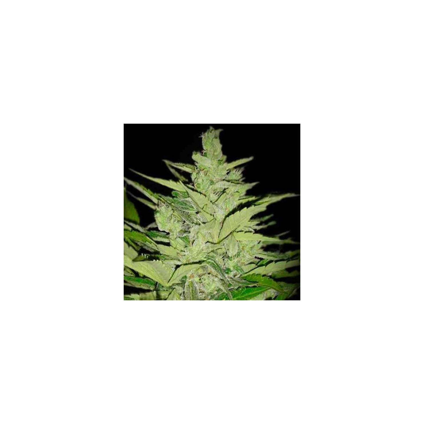 Llimonet Haze CBD Autofloreciente Feminizada de Elite Seeds