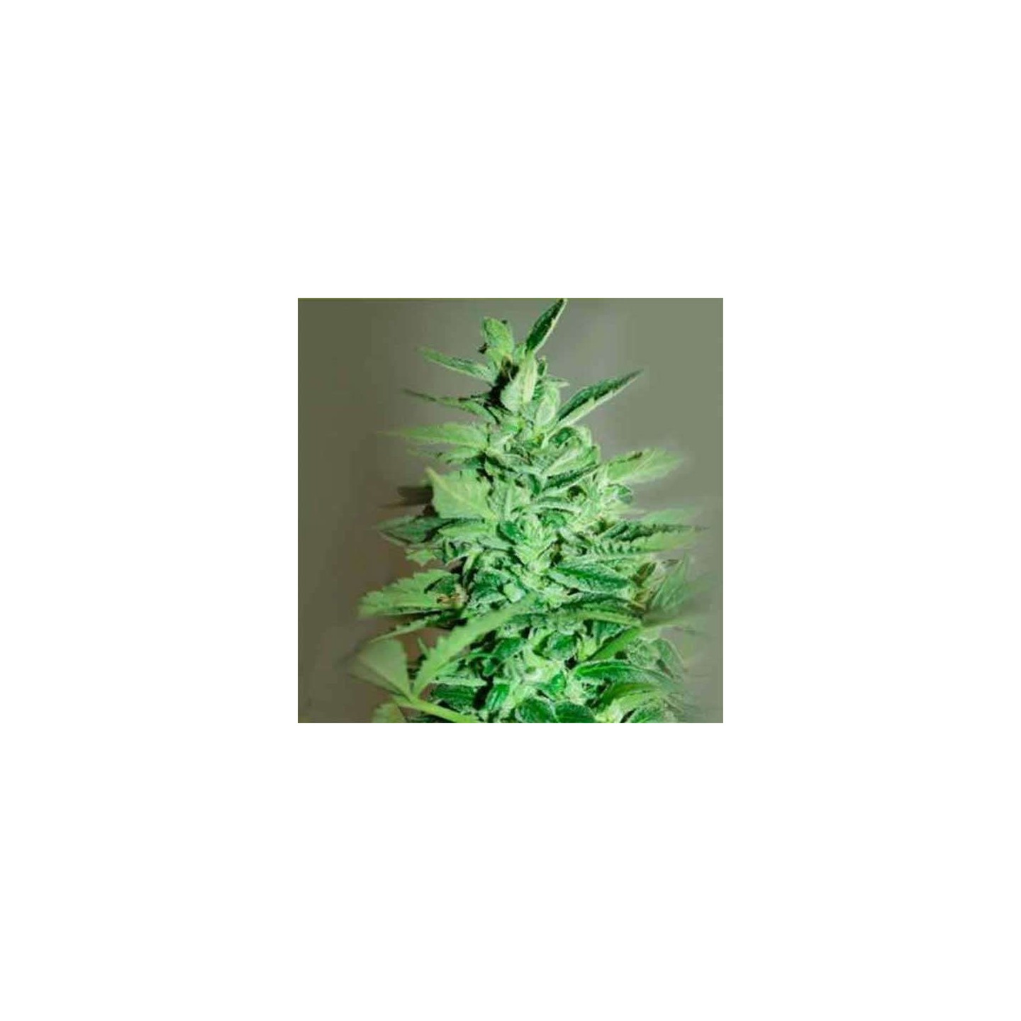 La Rica Auto Cbd Autofloreciente Feminizada de Elite Seeds