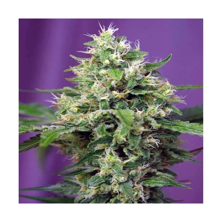 Blow Mind Autofloreciente Feminizada de Sweet Seeds