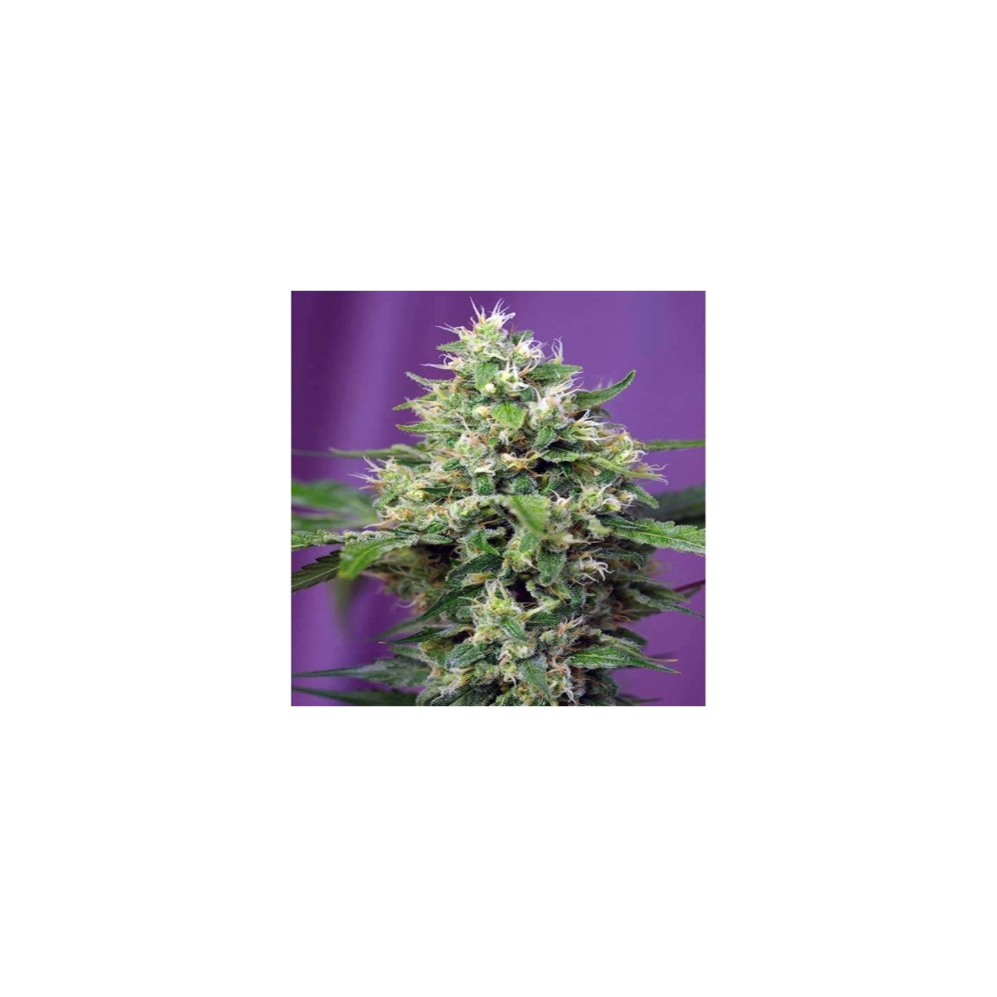 Blow Mind Autofloreciente Feminizada de Sweet Seeds