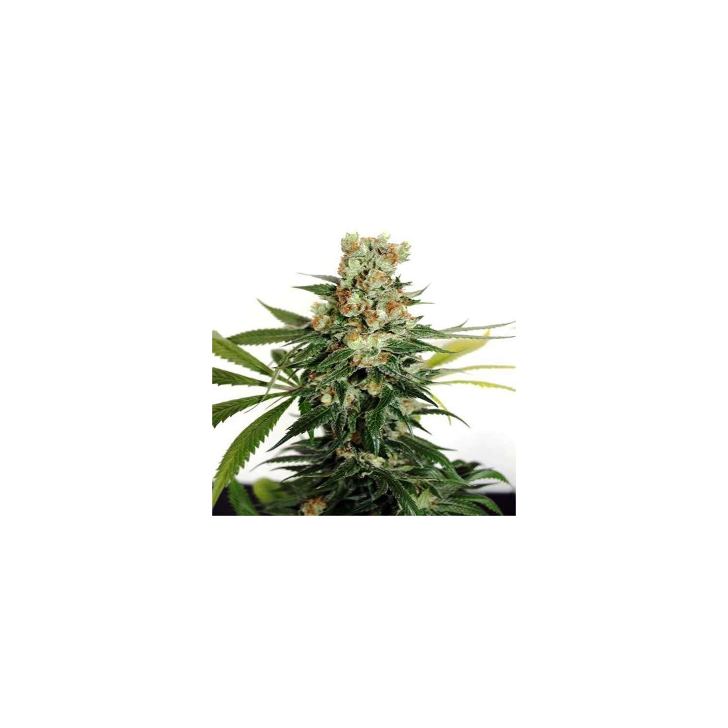 Fuel Og Feminizada de Ripper Seeds