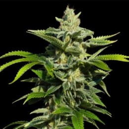 Papa's Candy Feminizada de Eva Seeds