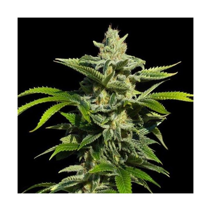 Papa's Candy Feminizada de Eva Seeds