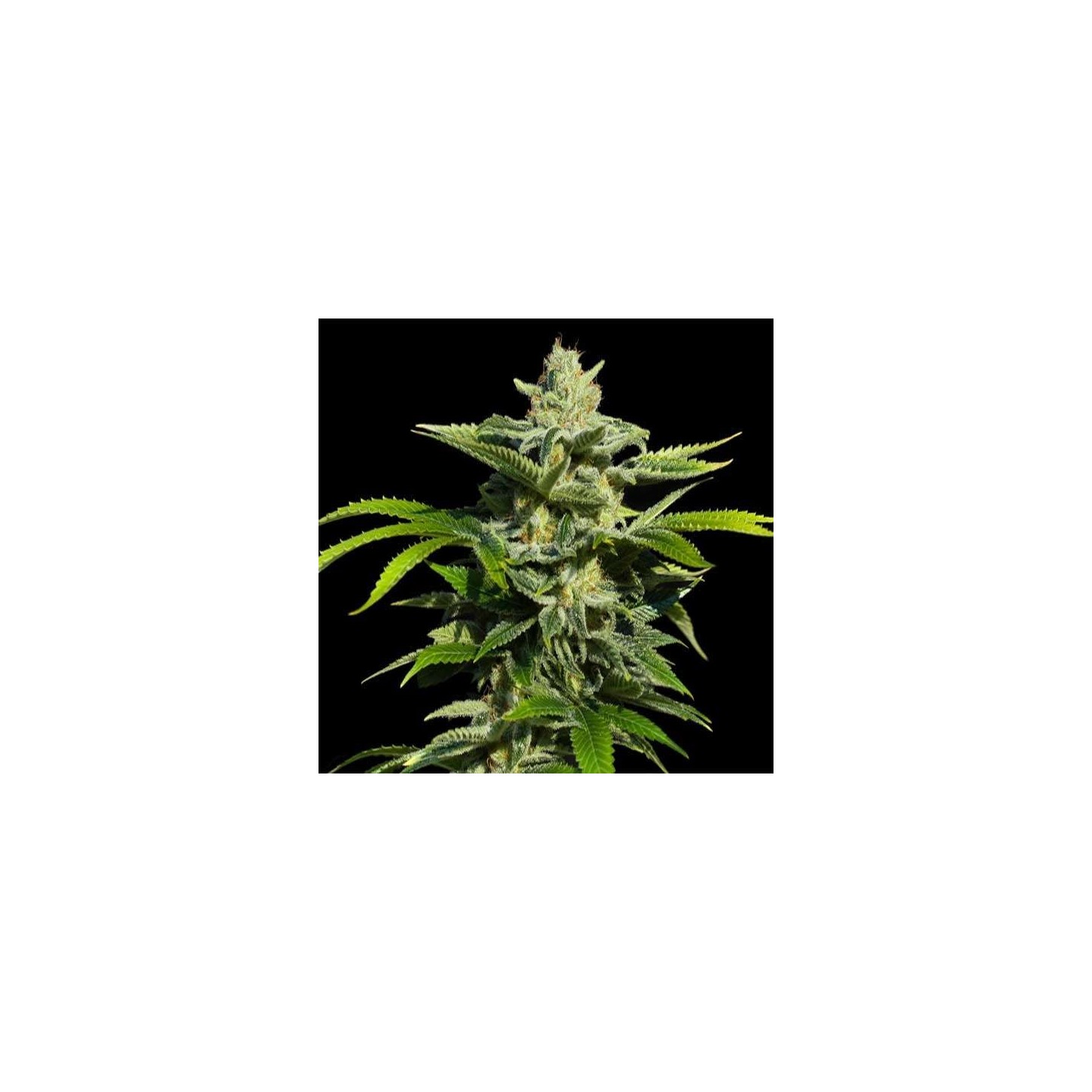 Papa's Candy Feminizada de Eva Seeds