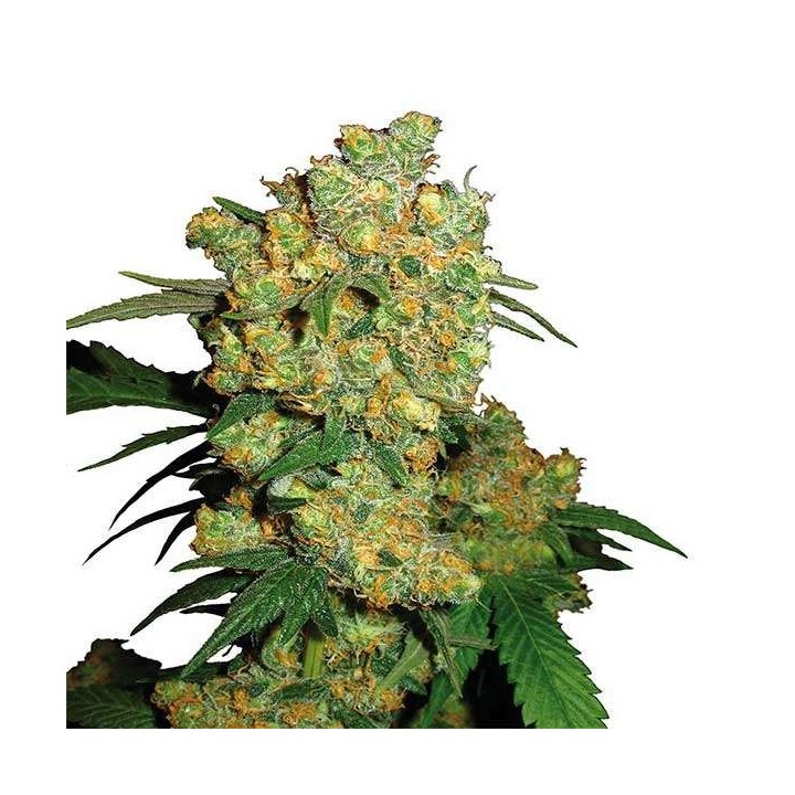 Big Bud Autofloreciente Feminizada de Sensi Seeds