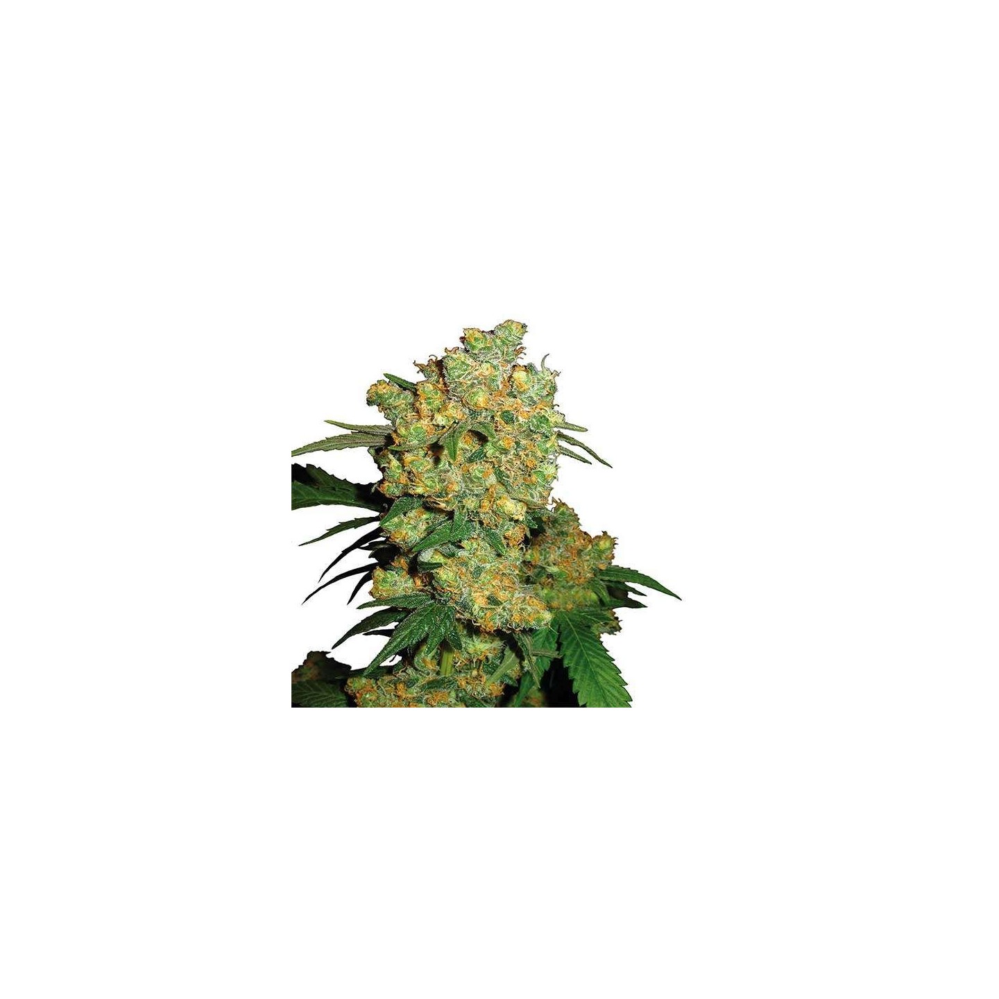 Big Bud Autofloreciente Feminizada de Sensi Seeds