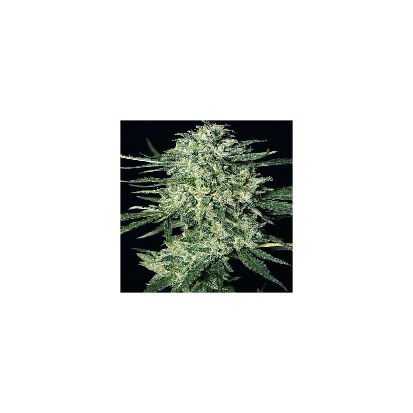 Quick Mass Feminizada de Exotic Seed