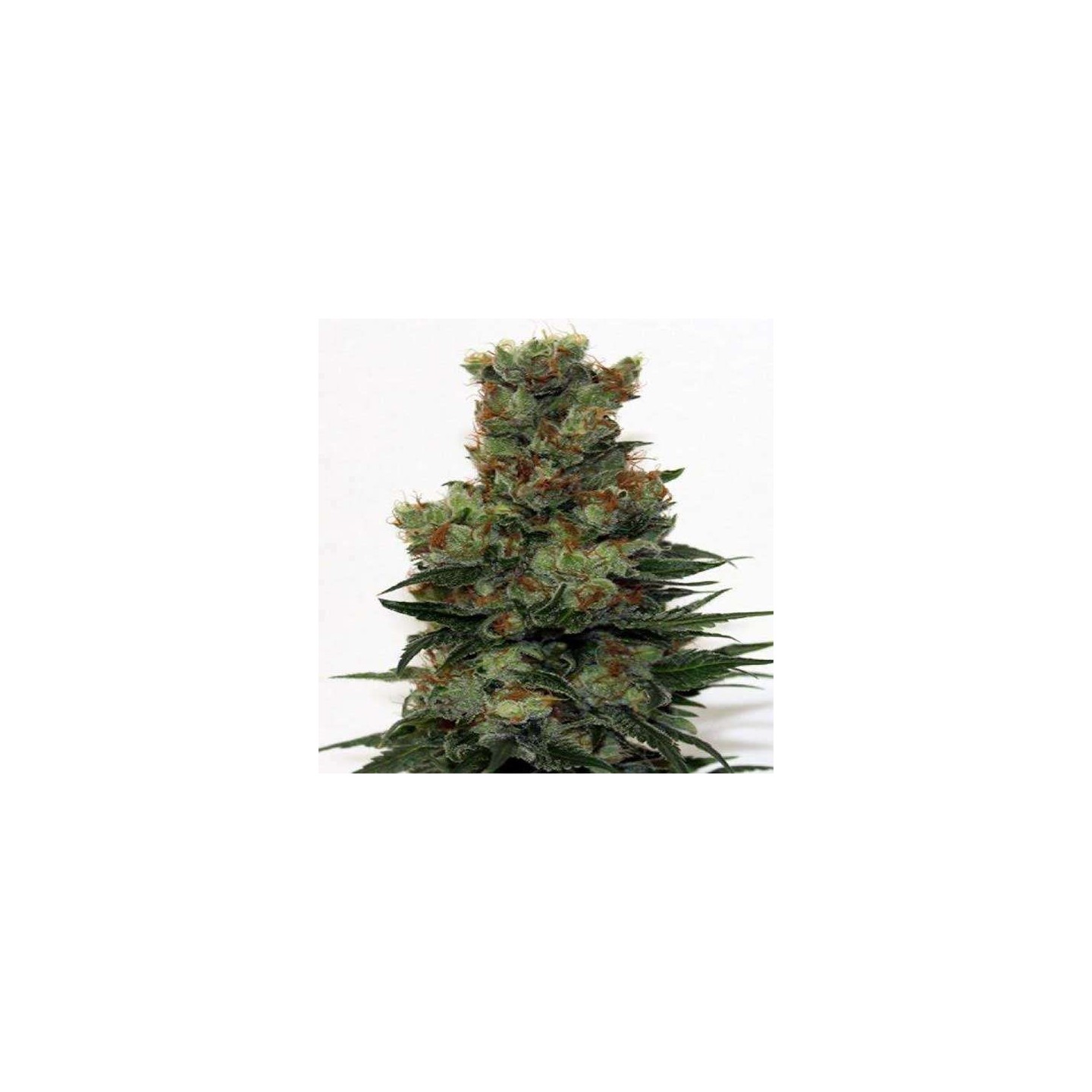 Ripper Badazz Feminizada de Ripper Seeds