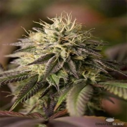 Remo Chemo Feminizada de Dinafem