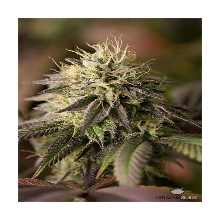 Remo Chemo Feminizada de Dinafem