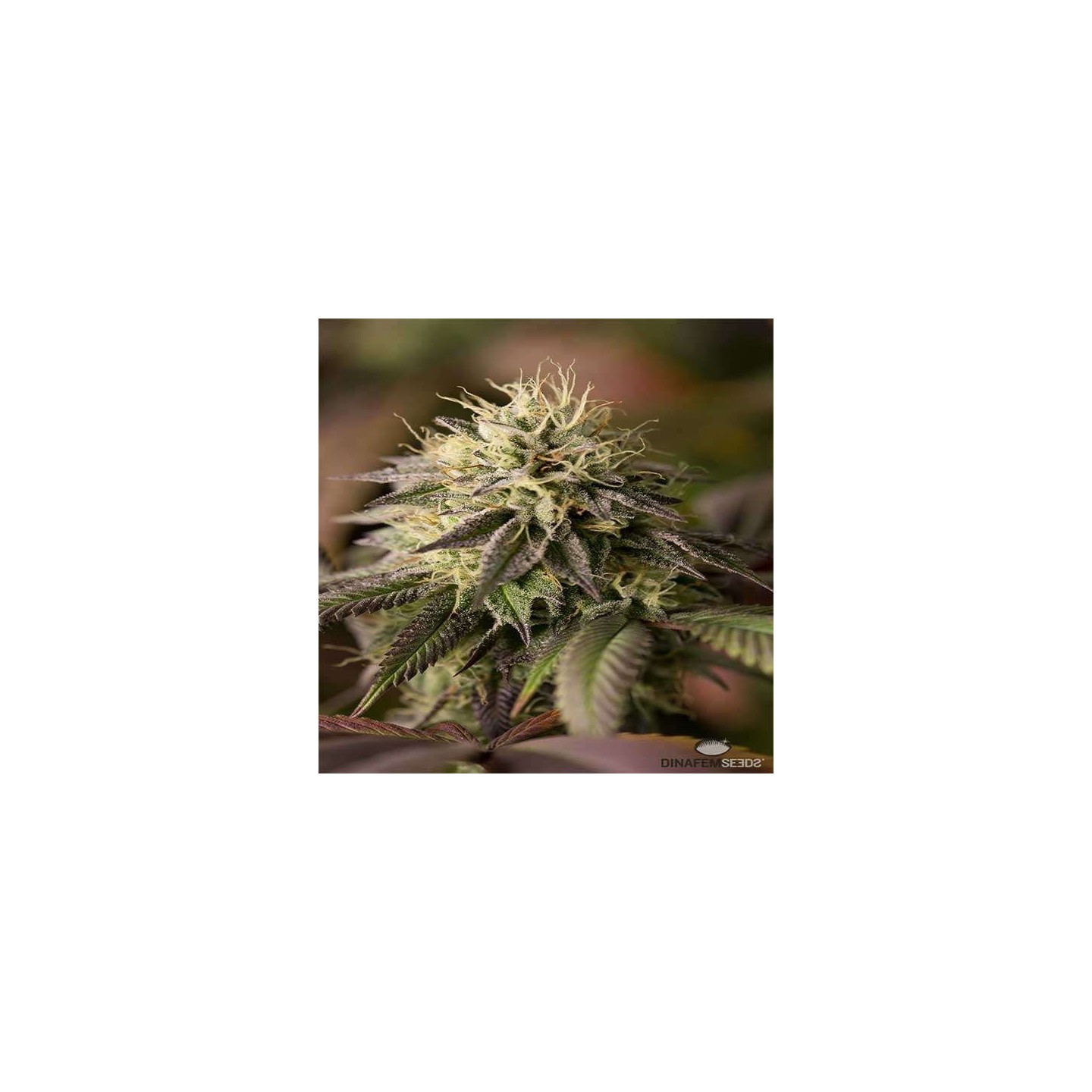 Remo Chemo Feminizada de Dinafem