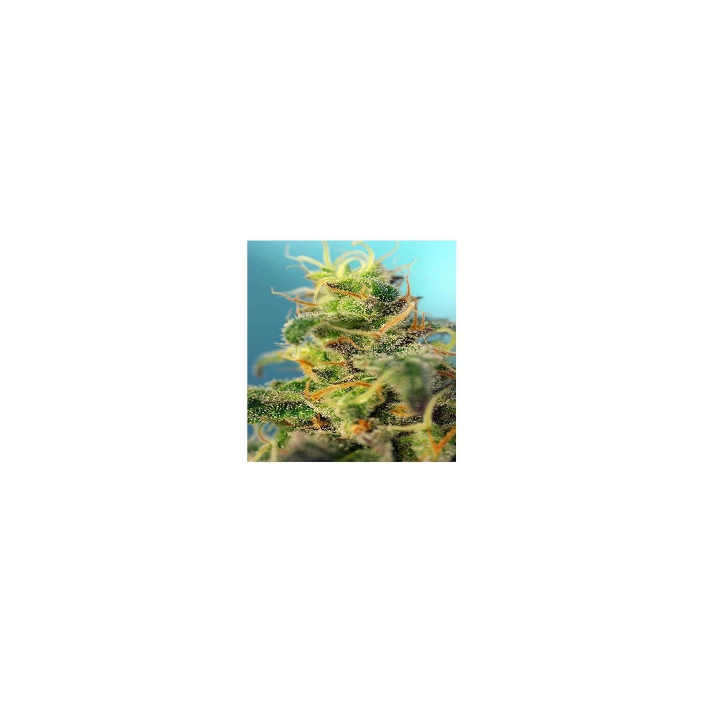 Cream Caramel CBD Feminizada de Sweet Seeds