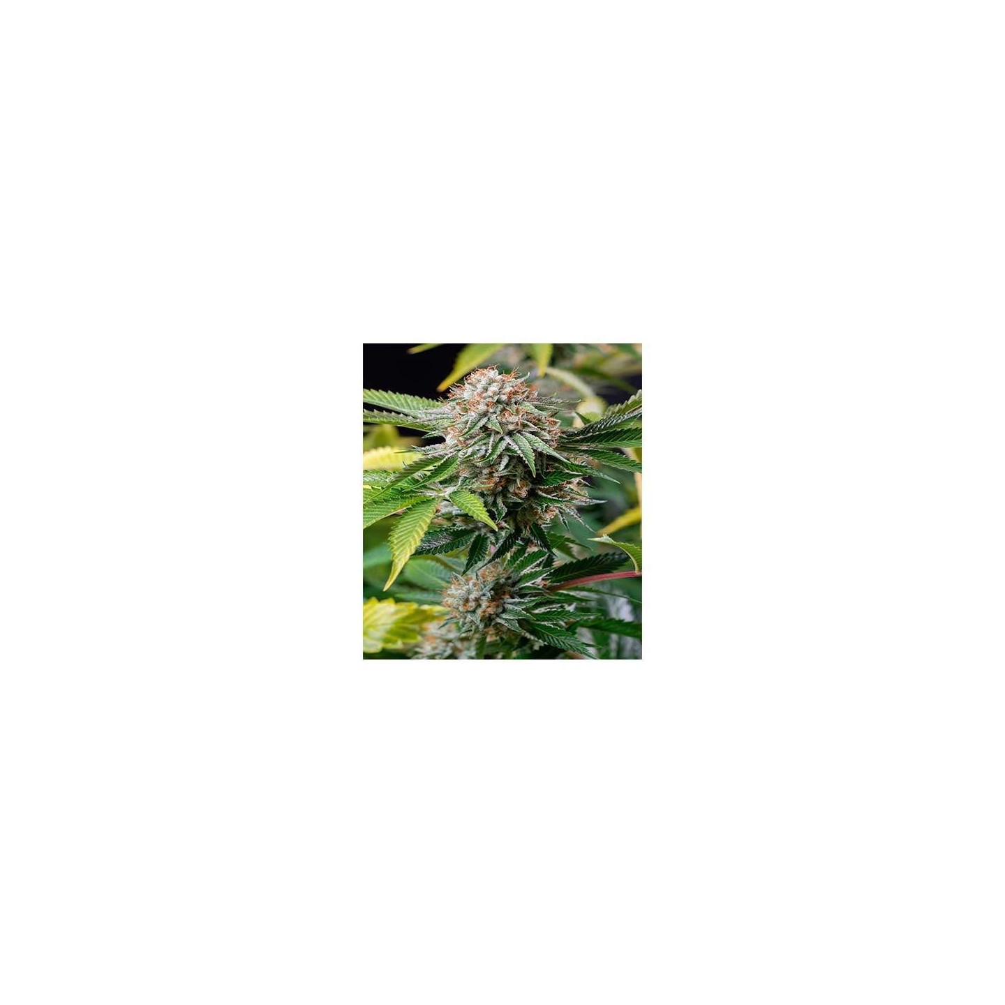 Mango Sapphire Feminizada de Humboldt Seeds