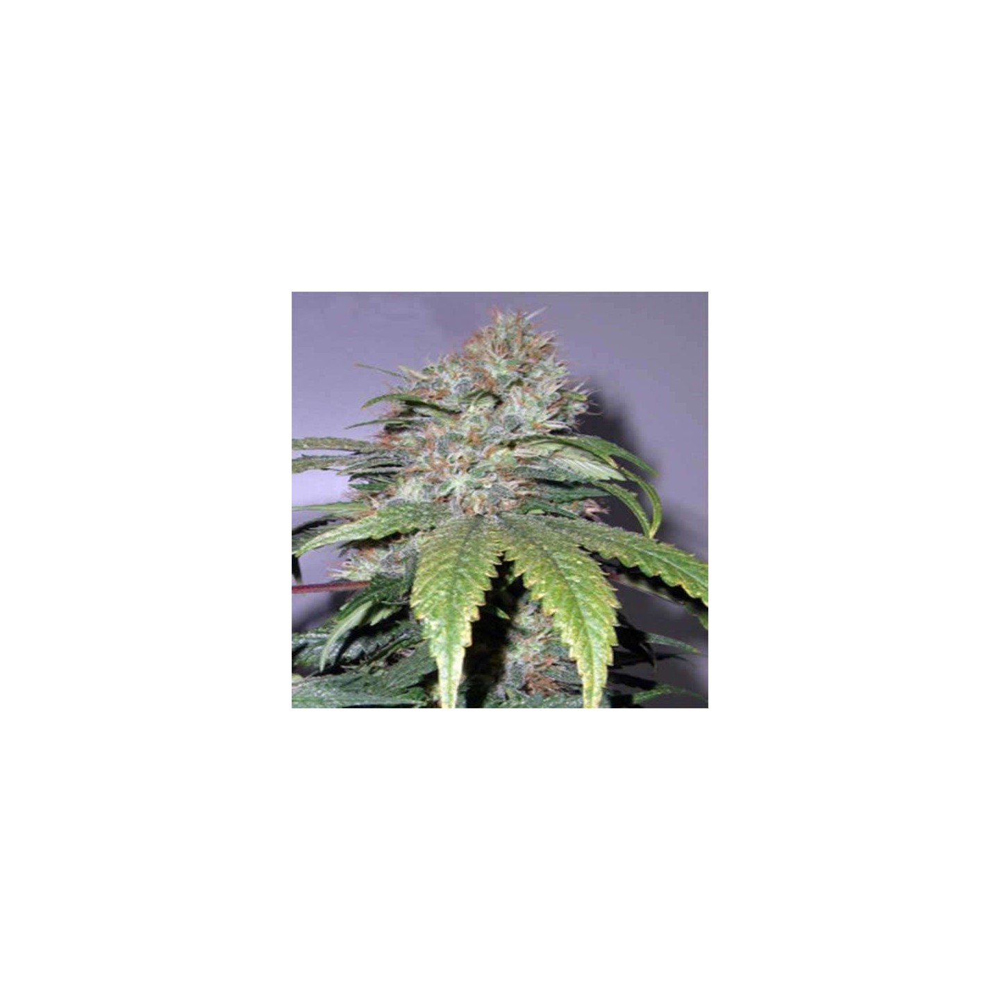 California Indica Feminizada de Sensi Seeds
