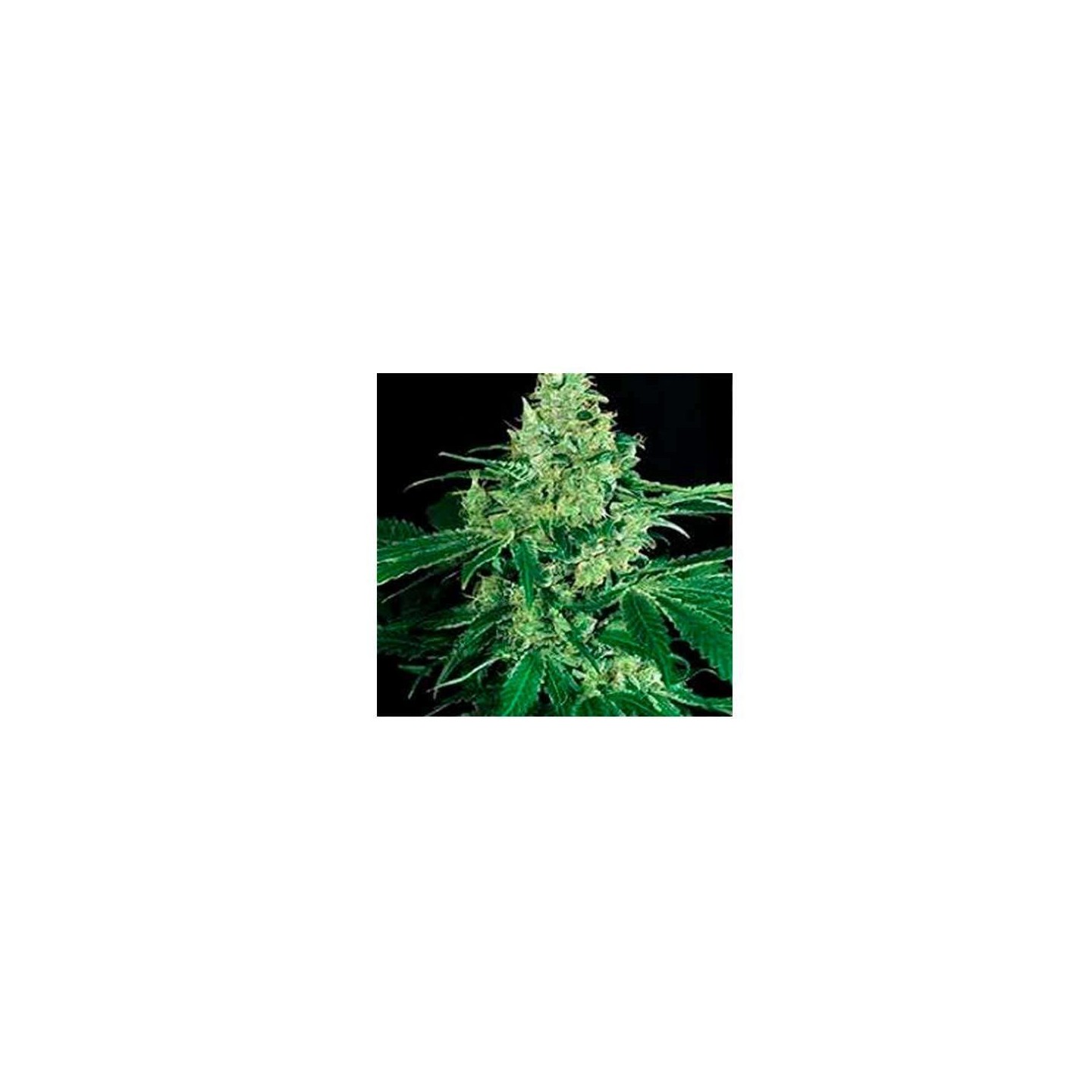 Mango Cream Regular de Exotic Seed