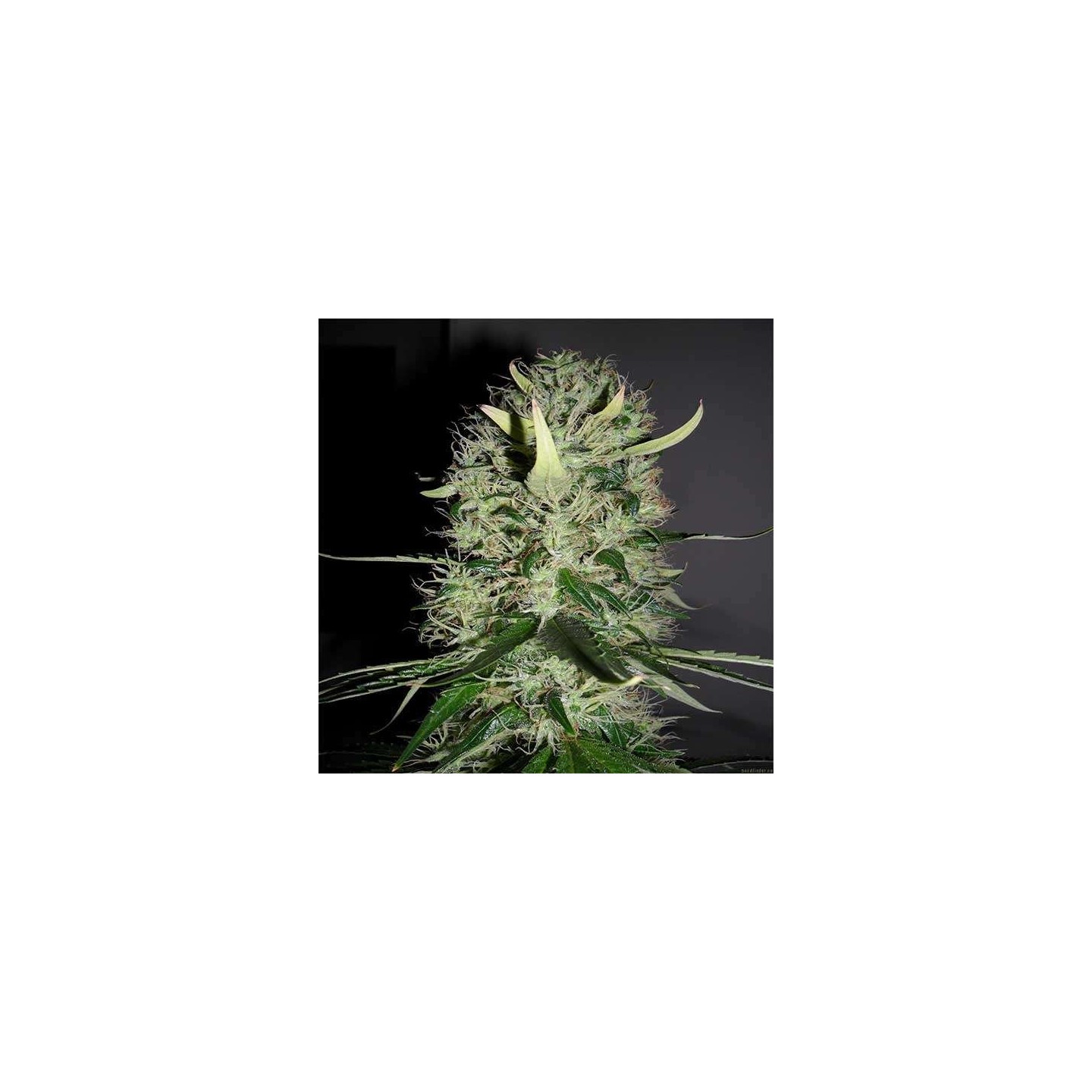 Arjan´s Haze 3 Feminizada de Green House