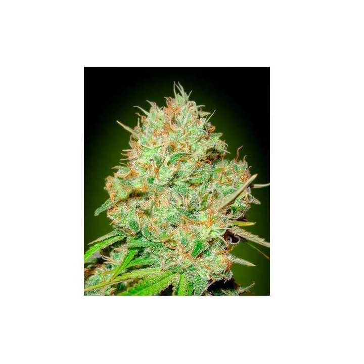 Shark Widow CBD Feminizada de Advanced Seeds