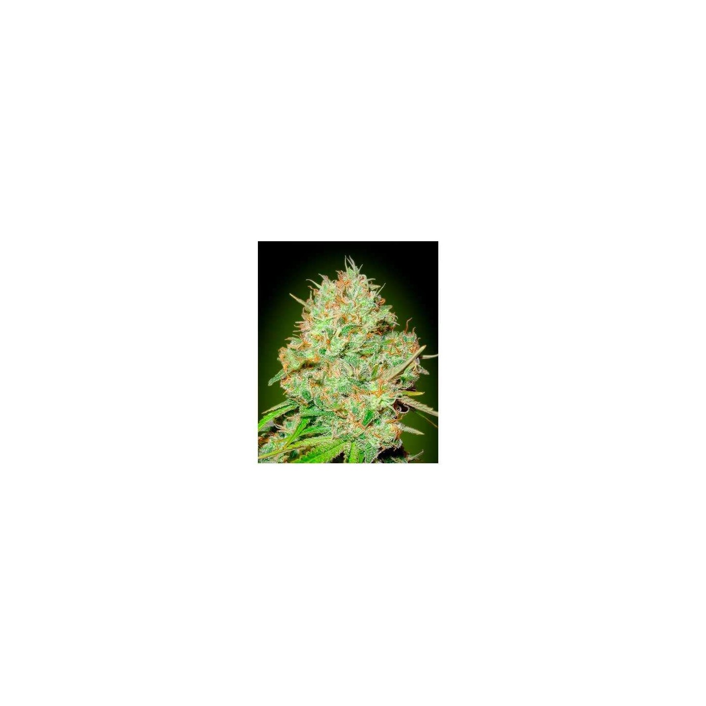 Shark Widow CBD Feminizada de Advanced Seeds