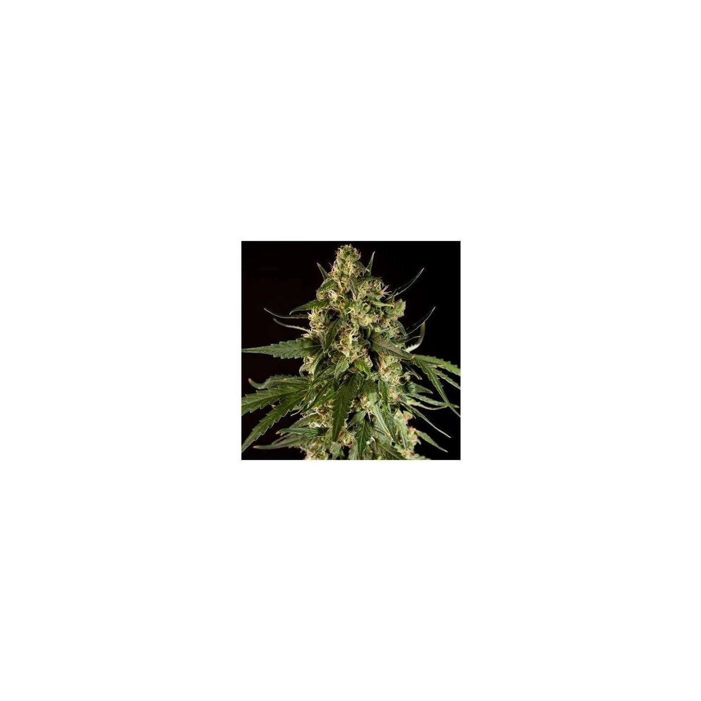 Lemon Potion CBD Autofloreciente Feminizada de Barney's Farm