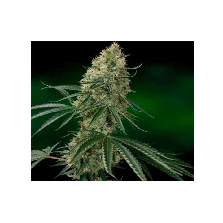 Caramel CBD Regular de Barney's Farm