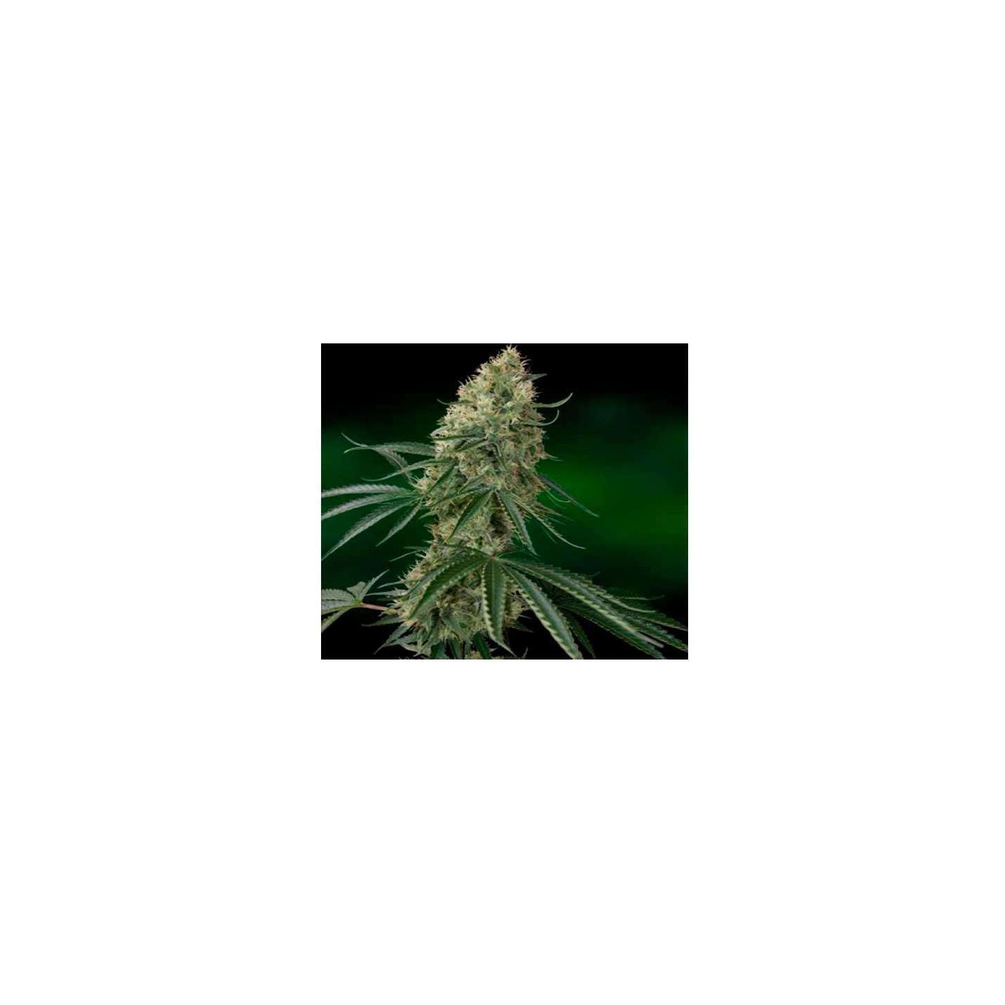Caramel CBD Regular de Barney's Farm