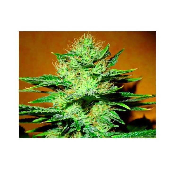 Mamba Negra CBD Autofloreciente Feminizada de Blimburn Seeds
