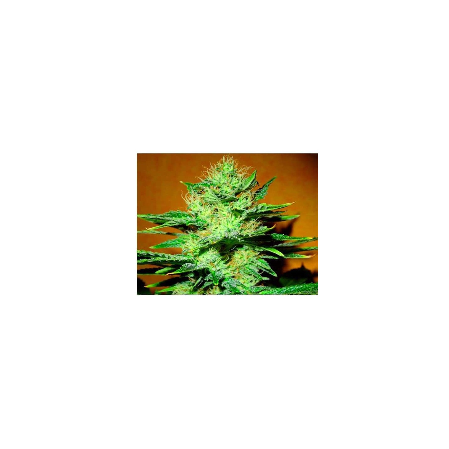 Mamba Negra CBD Autofloreciente Feminizada de Blimburn Seeds