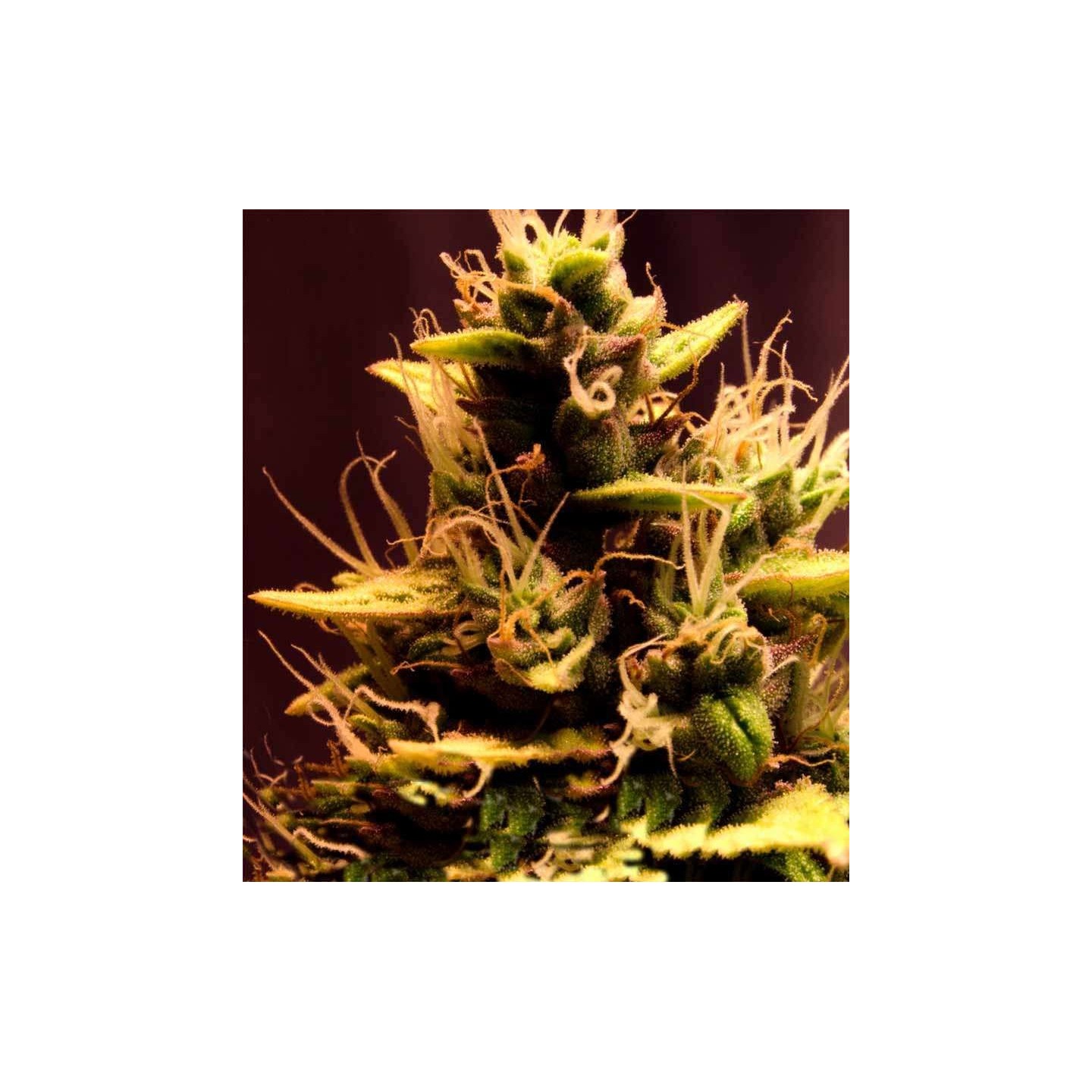Pink Doctor CBD Feminizada de Biological Seeds