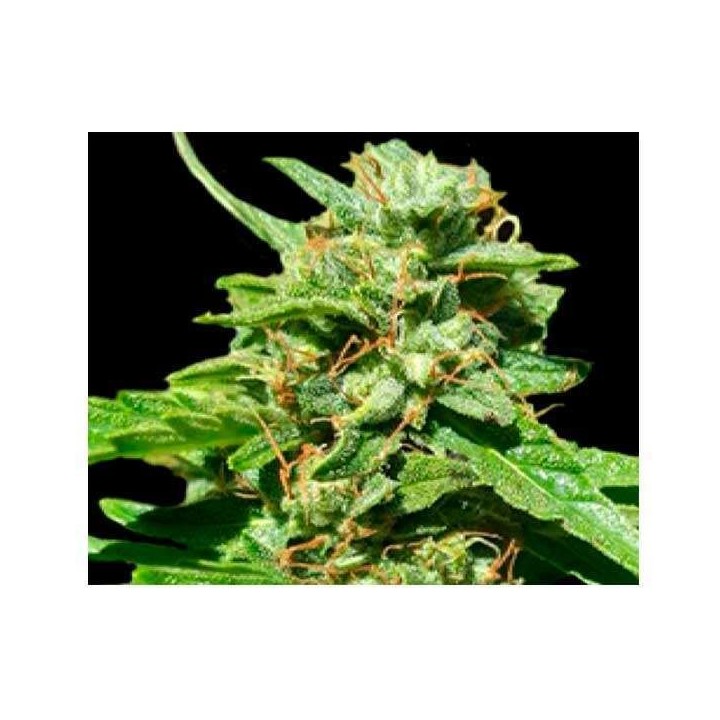 Nepal Gold CBD Feminizada de Bulk Seeds Bank