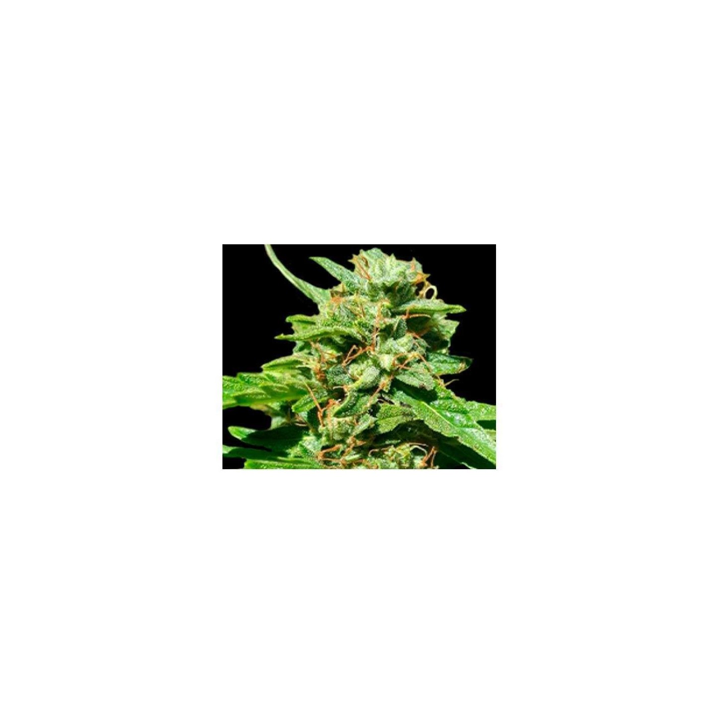 Nepal Gold CBD Feminizada de Bulk Seeds Bank