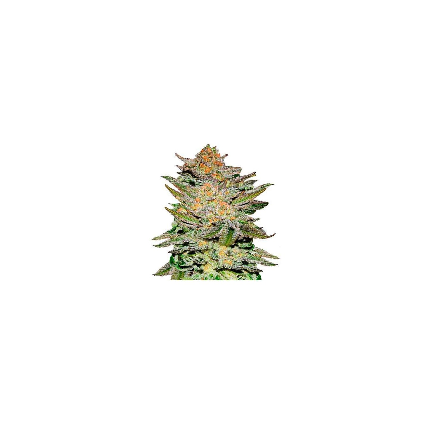 Blue Ace CBD Autofloreciente Feminizada de Delicious