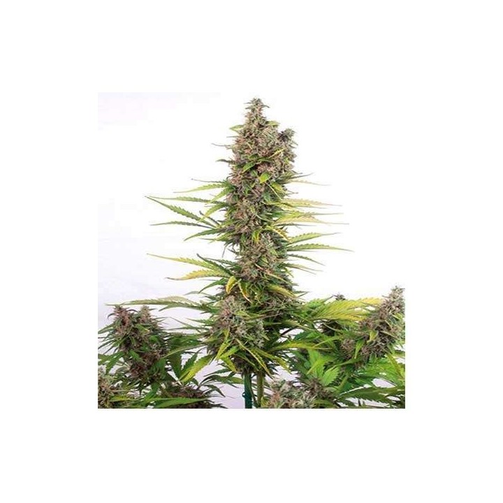 Amnesia CBD Autofloreciente Feminizada de Dinafem