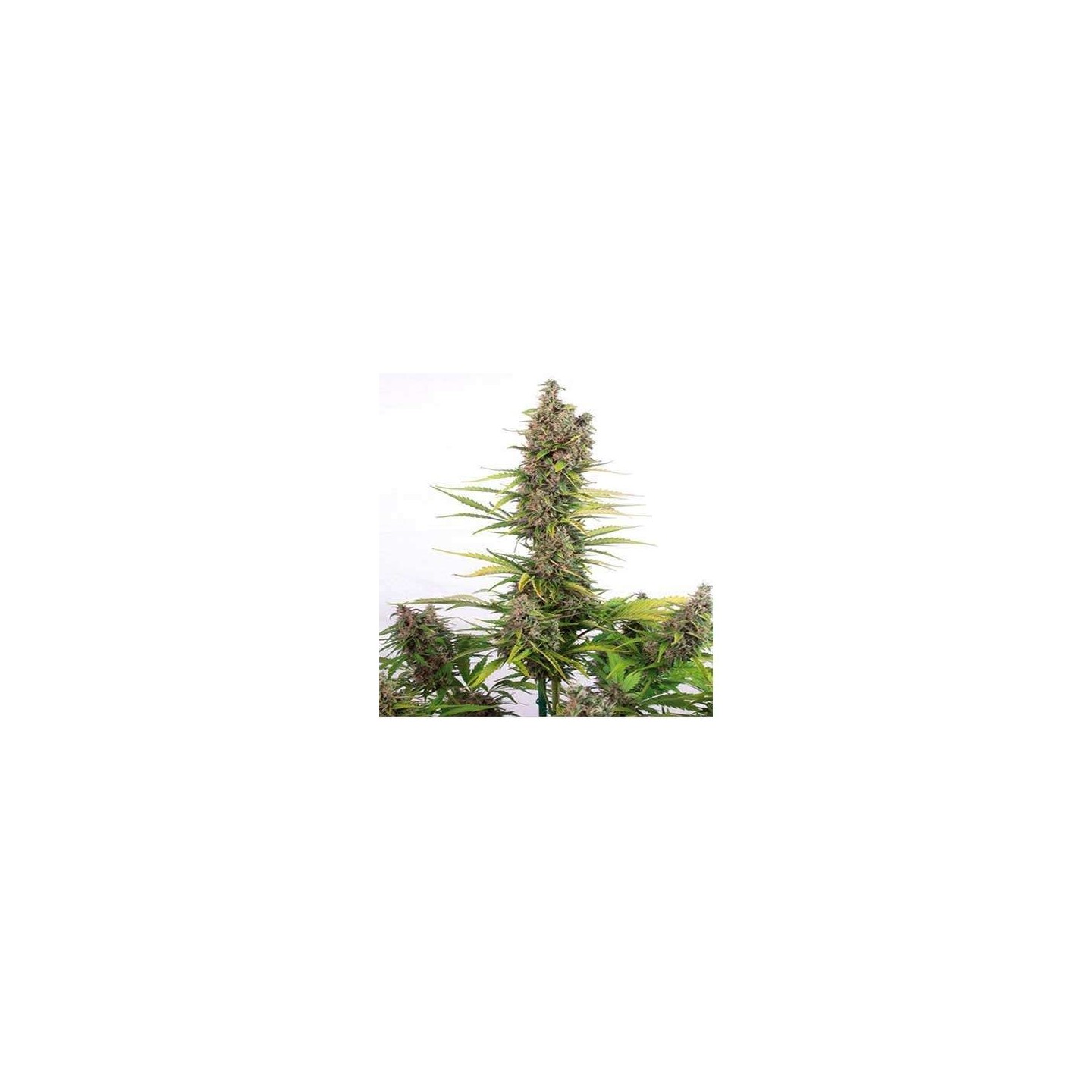 Amnesia CBD Autofloreciente Feminizada de Dinafem